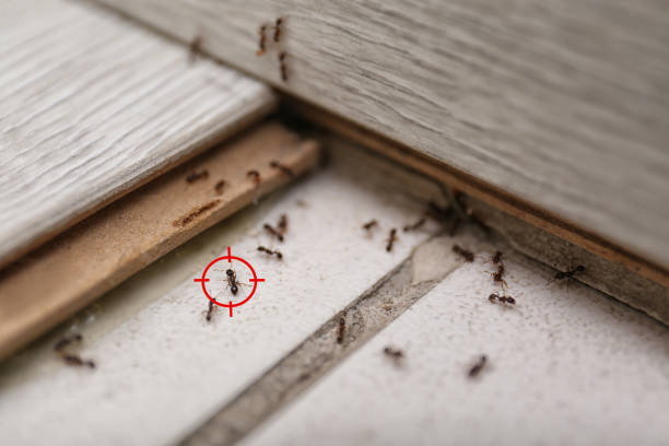 Best Ant Control Services  in Prosperity, WV